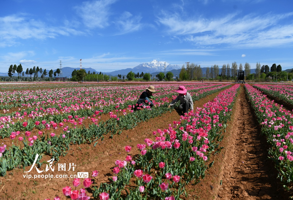 PDChinaLife's tweet image. Blooming tulips are being carefully tended by farmers at a modern flower industry park in Lijiang, southwest China’s Yunnan Province, creating delightful vistas against the distant mountains.