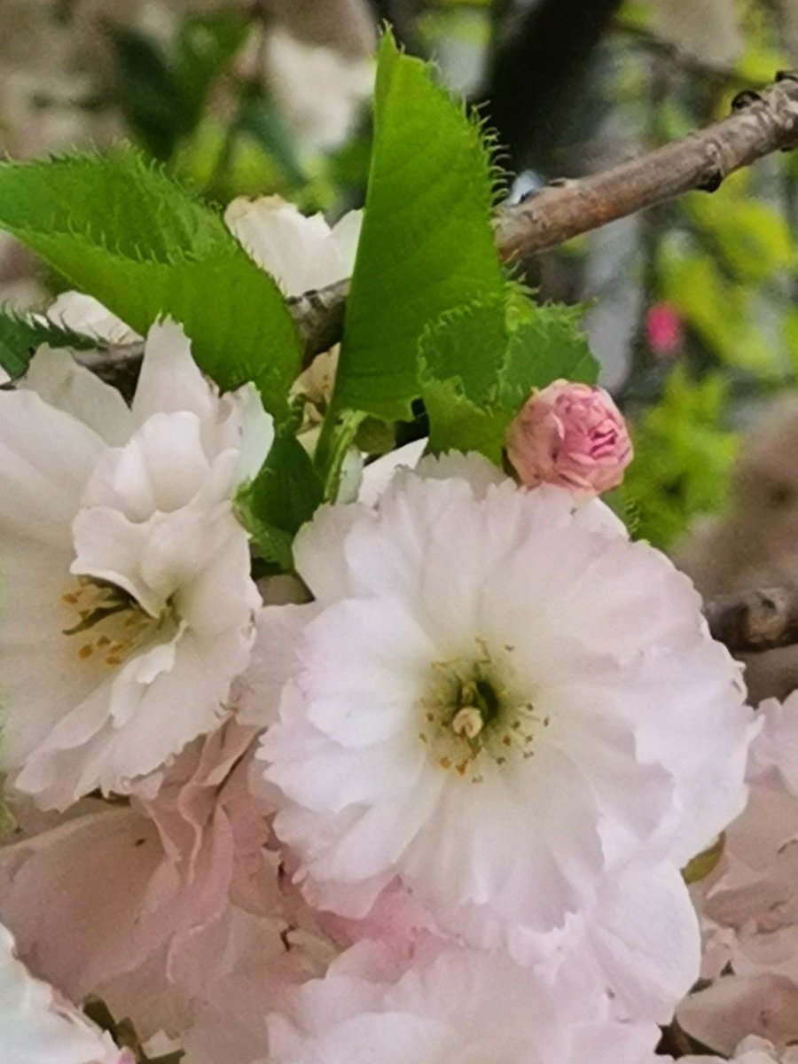 ありあ tweet media