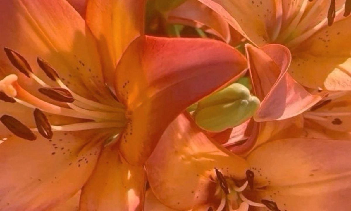 giuli ✴︎˚。⋆ tweet media