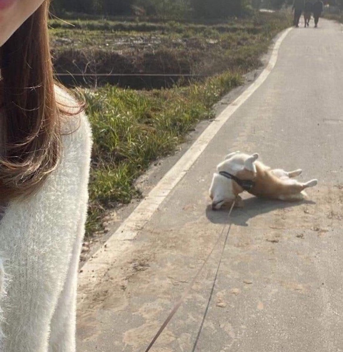 犬しか勝たん tweet media