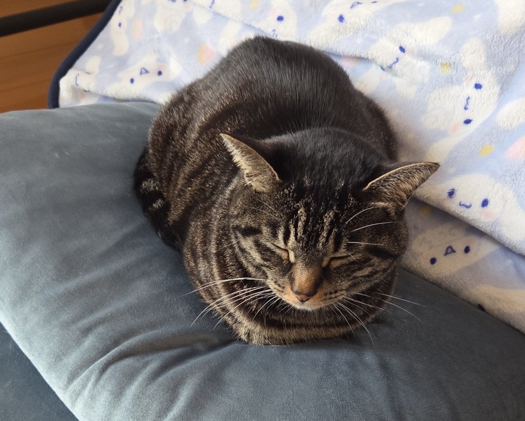 Dancin’柱 tweet media