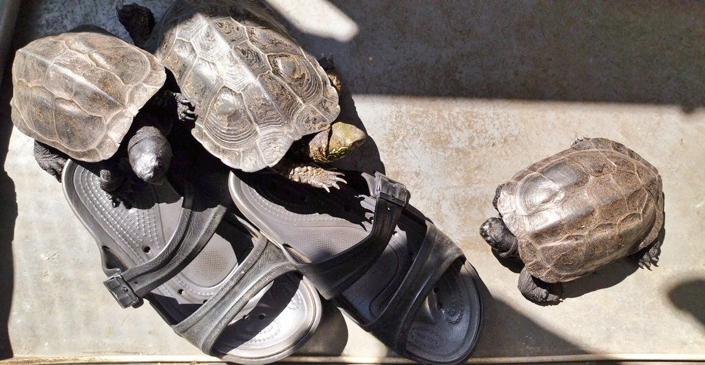 モノモノ tweet media