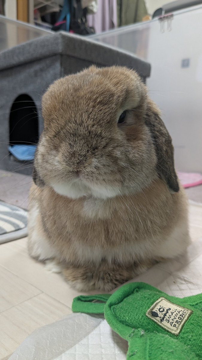 ヒロヤマ(けんた🐰) tweet media