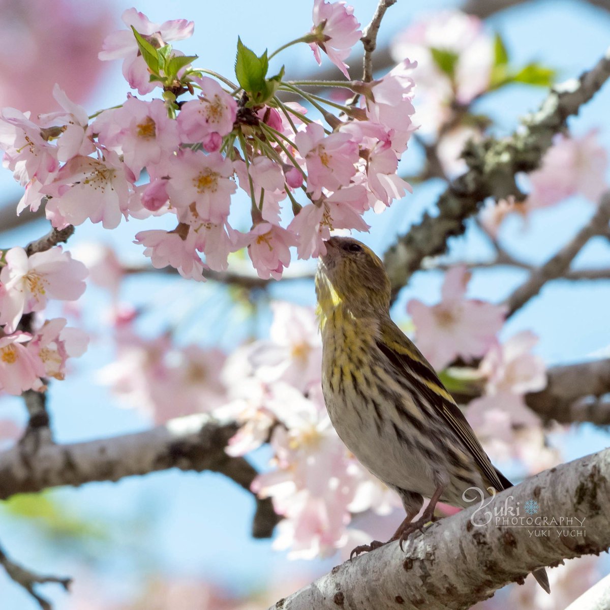 Yuki Yuchi(結内ゆき) *野鳥写真時々空*.。.:*☆ tweet media