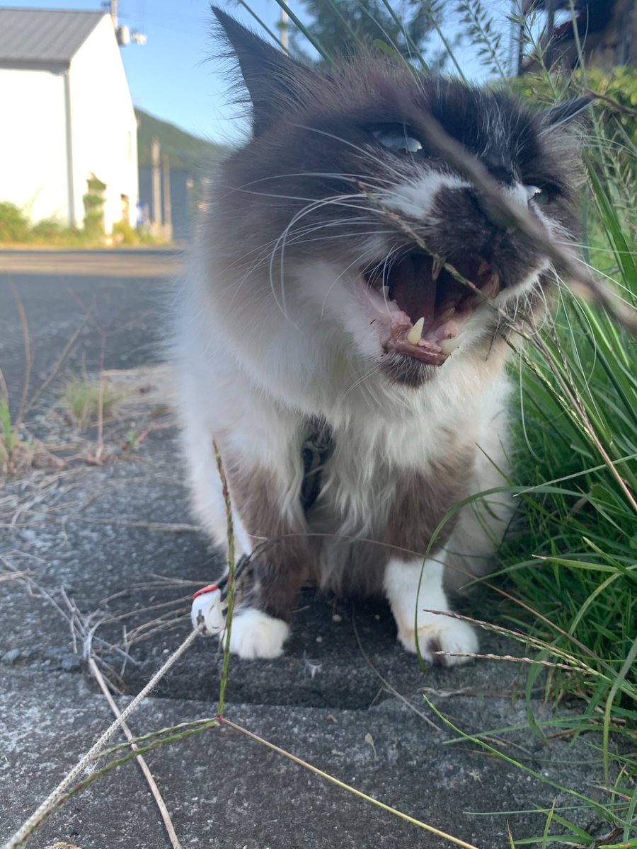 teruhimaru's tweet photo. 私の宇宙一かわいい猫も定期的にあげておこう。 https://t.co/kwdm3x8hZ0