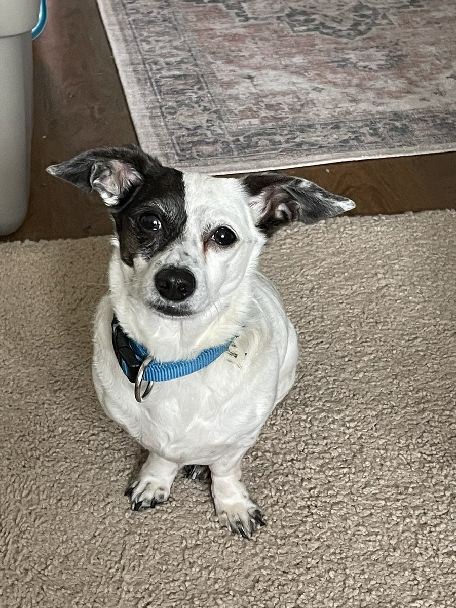 Rob Burgess 🇨🇦 tweet media