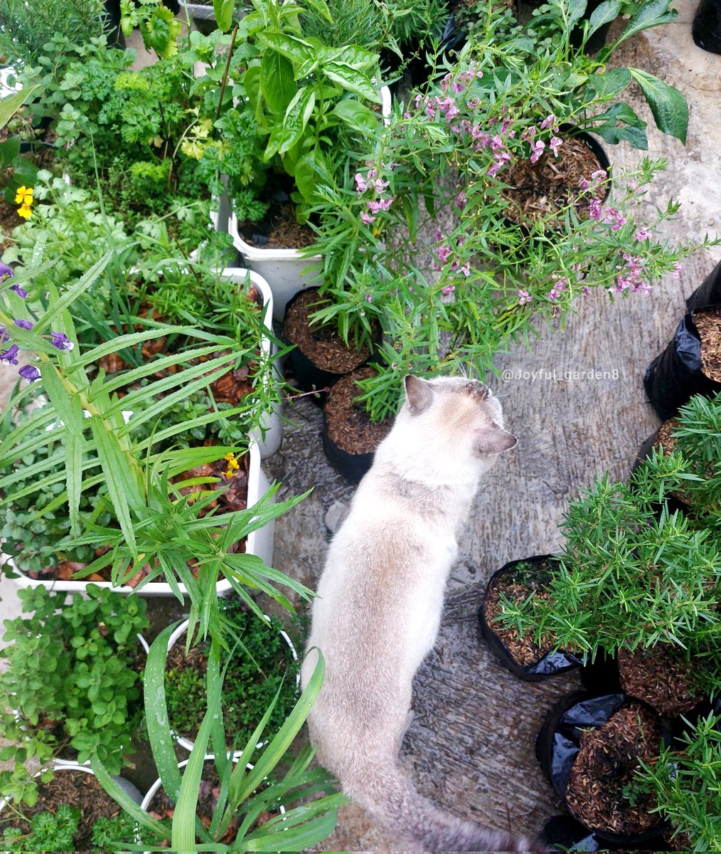 Joyful Garden 🌿🫑 tweet media