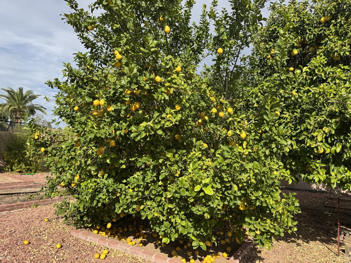 Lucafaith's tweet photo. Lemons galore https://t.co/lZTc9KiufW
