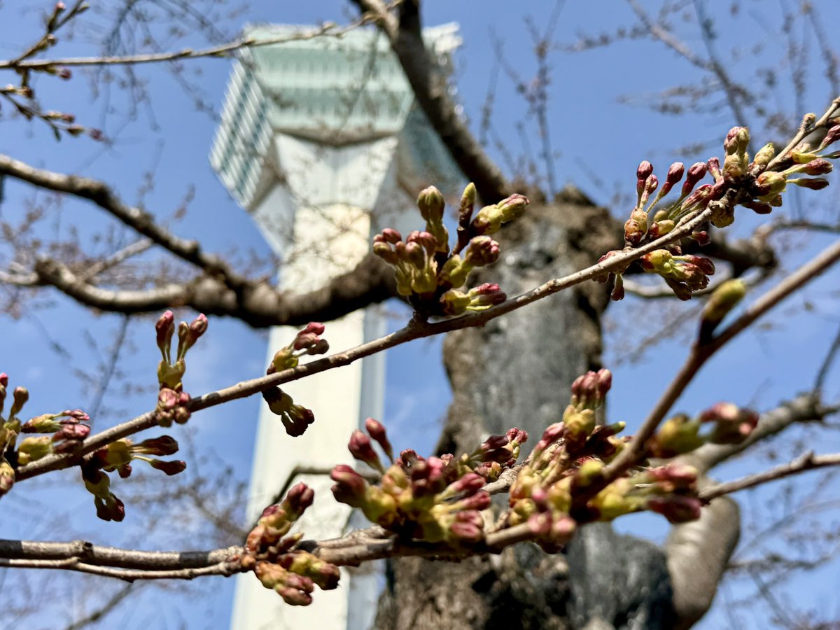 五稜郭タワー販売部【公式】 tweet media