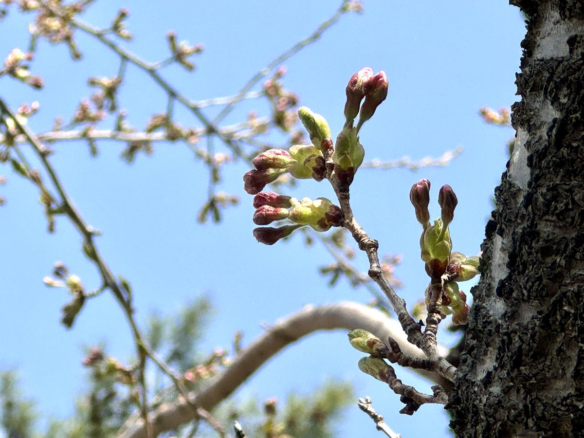 五稜郭タワー販売部【公式】 tweet media