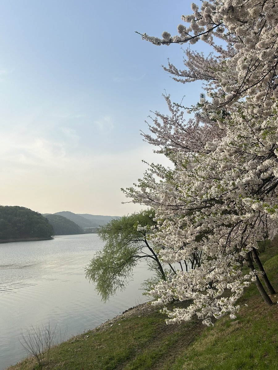 엄마집 근처 꽃구경. 엄마 이사가시기 전 최대한 자주 놀기