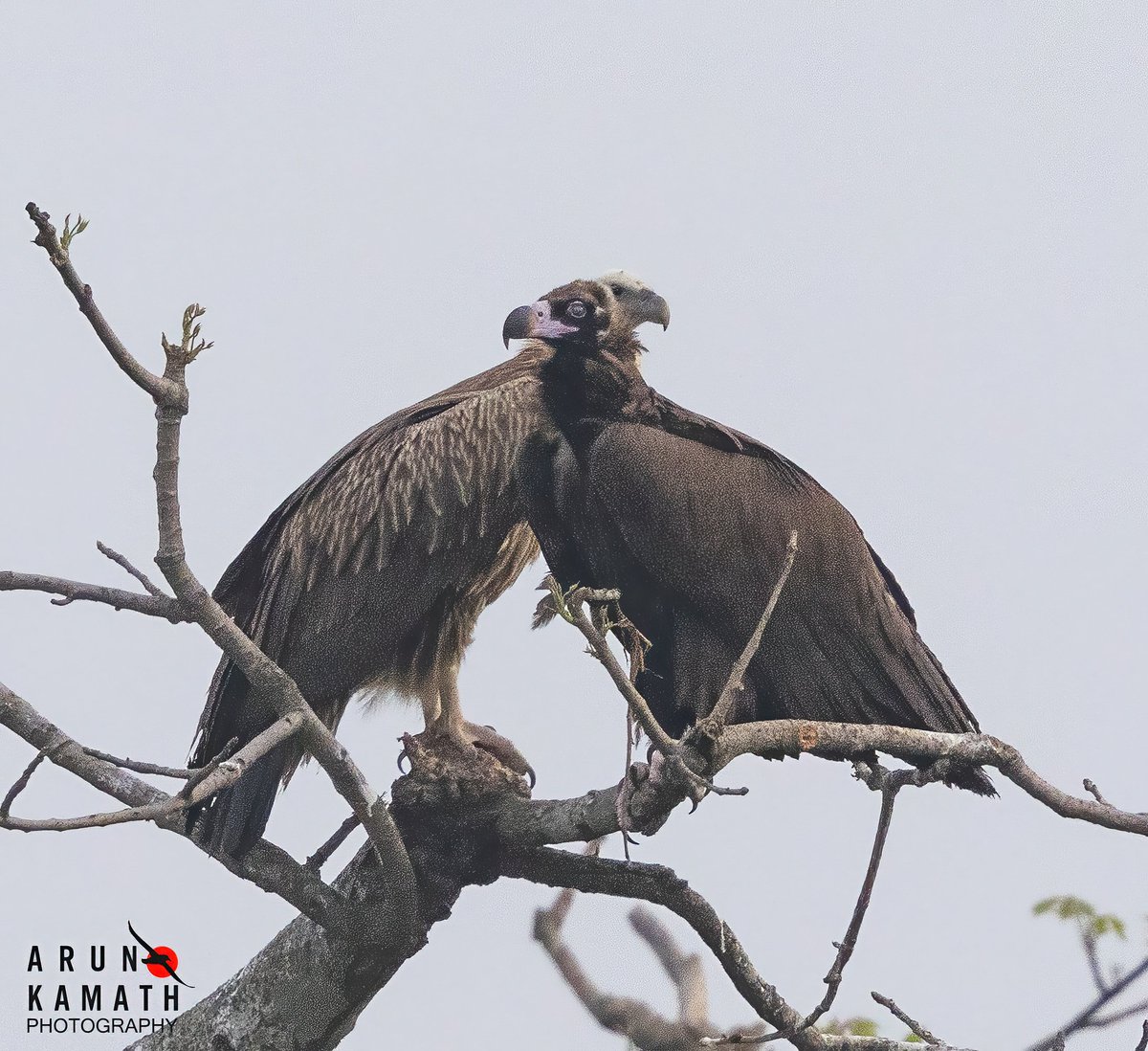 incognito9's tweet image. The Cinerous Vulture and the Himalayan Grifon. 

#indiaves #thephotohour #TwitterNatureCommunity #wildlifephotography #birding