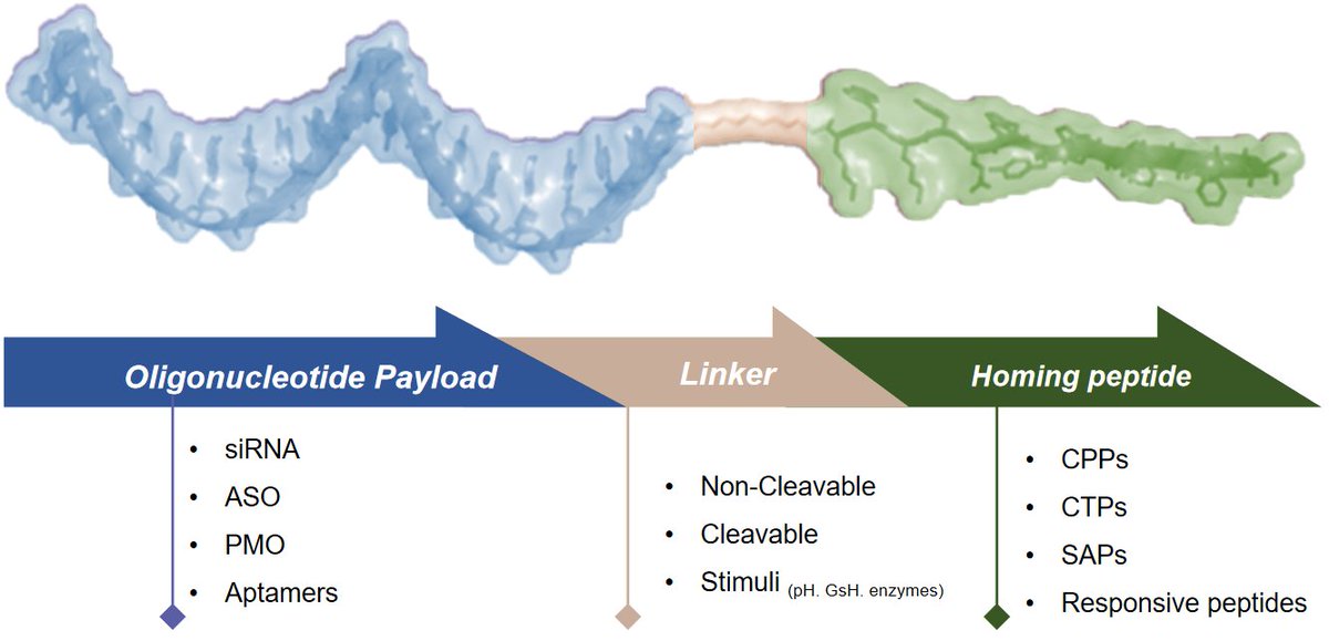 CreativeBiogene's tweet photo. Utilizing an advanced peptide-nucleic acid conjugation technology platform, Creative Biogene offers diverse conjugation services, including peptide-siRNA, peptide-ASO, peptide-PMO, and peptide-aptamer conjugates. https://t.co/Timc3N9Zxm https://t.co/cNHenDdnww