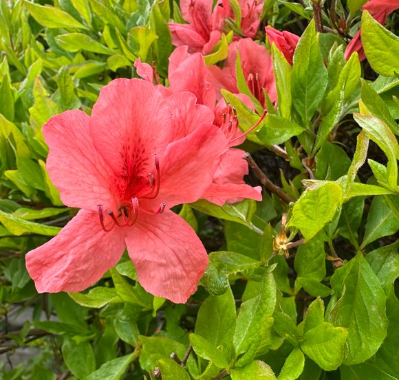 いわむらかずお絵本の丘美術館 tweet media