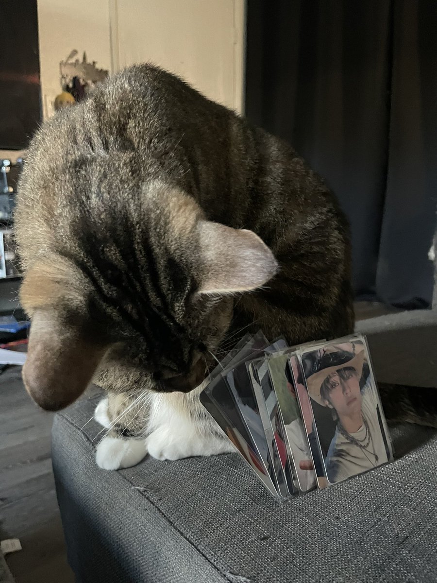 bee 𑣲 forever 7dream tweet media