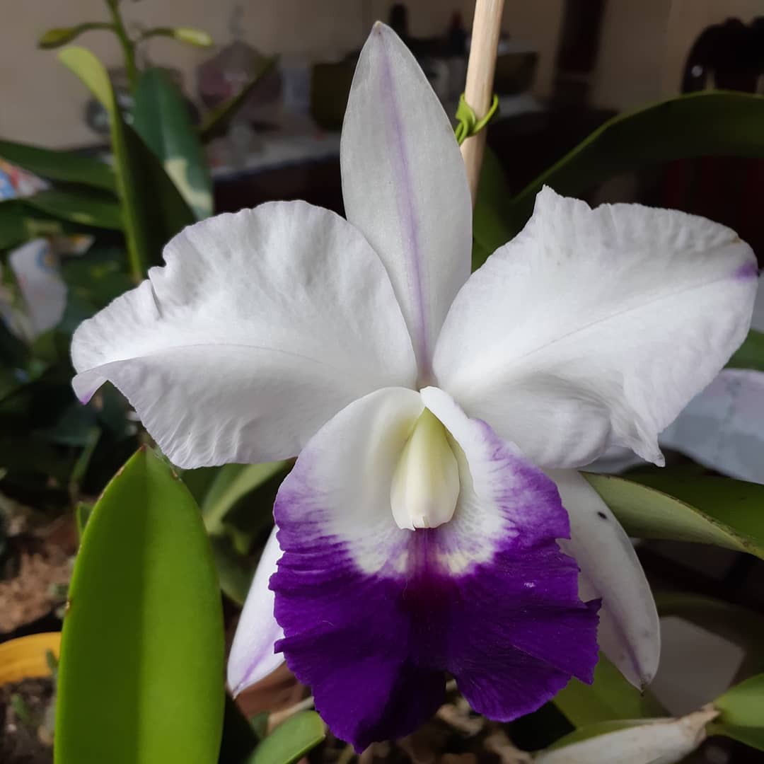 ConfidentialUn's tweet image. Cattleya Mem. Robert Strait Blue Hawaii 

#orchids #plants