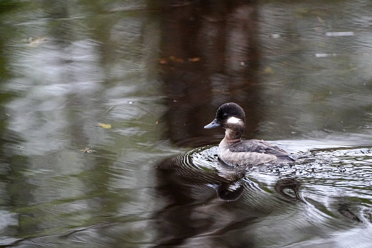 SkykidLan's tweet image. 4.13 Canada goose妈妈还在坐窝，鹅爸在岸边巡逻。附近有小鹊鸭游来游去。每天看都差不多，希望平安把宝宝孵出来🪺
#Vancouver