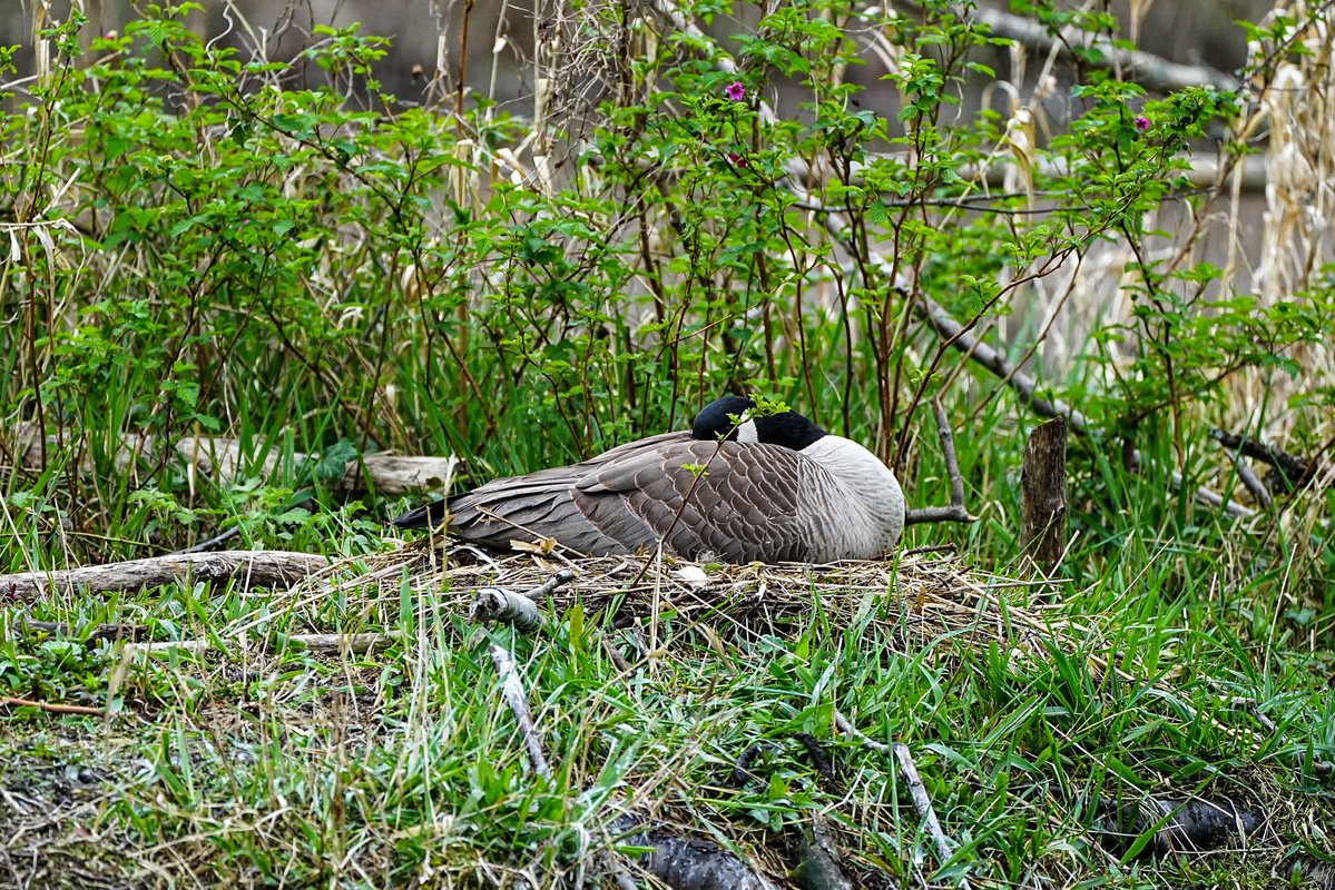 SkykidLan's tweet image. 4.13 Canada goose妈妈还在坐窝，鹅爸在岸边巡逻。附近有小鹊鸭游来游去。每天看都差不多，希望平安把宝宝孵出来🪺
#Vancouver