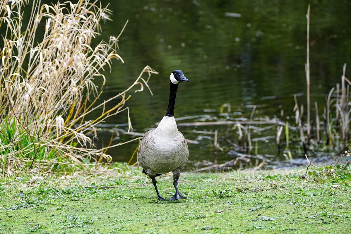 SkykidLan's tweet image. 4.13 Canada goose妈妈还在坐窝，鹅爸在岸边巡逻。附近有小鹊鸭游来游去。每天看都差不多，希望平安把宝宝孵出来🪺
#Vancouver