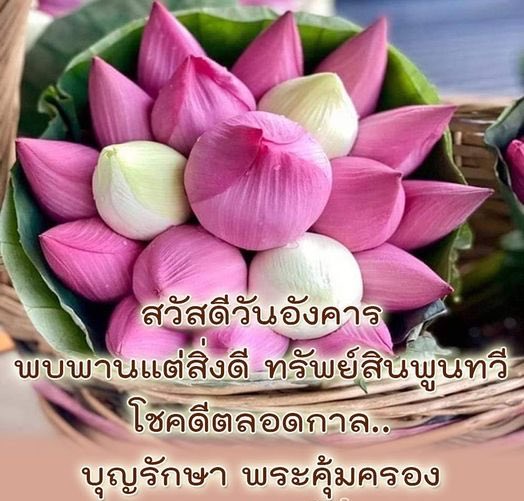 Copper_phrt16's tweet image. อรุณสวัสดิ์ในเช้าวันอังคารนะครับ ขอให้เป็นวันที่ดีนะครับ