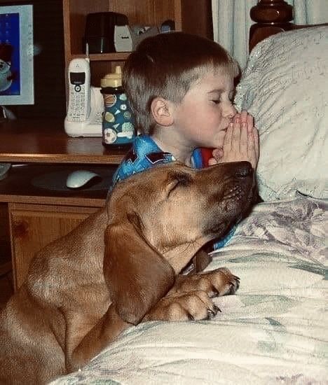 everything dogs 🐶 tweet media