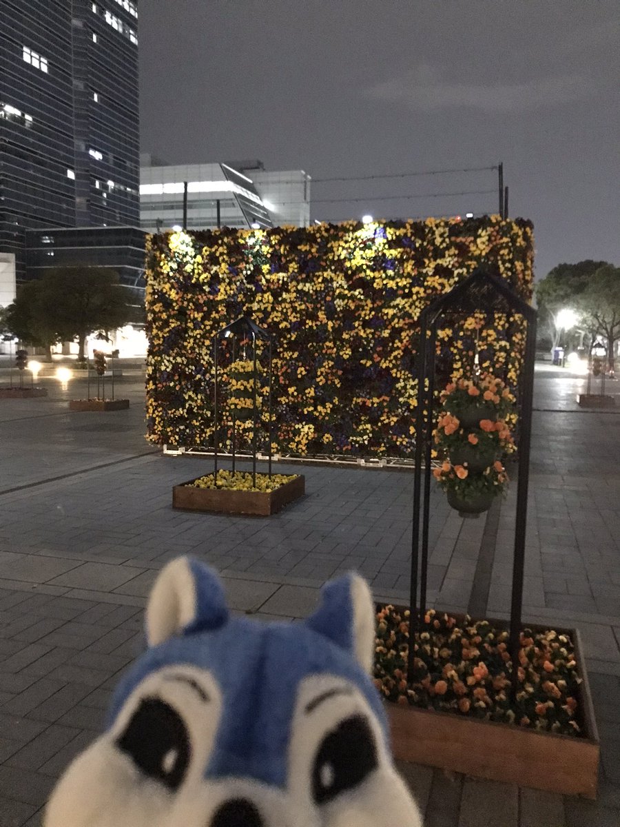 🐿ブルーチップ(公式)🐿 tweet media