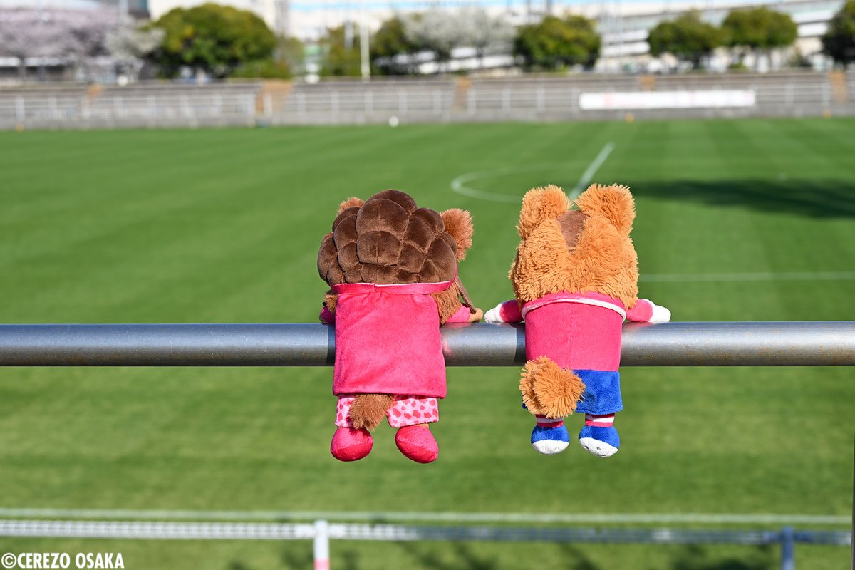 セレッソ大阪グッズ【公式】 tweet media