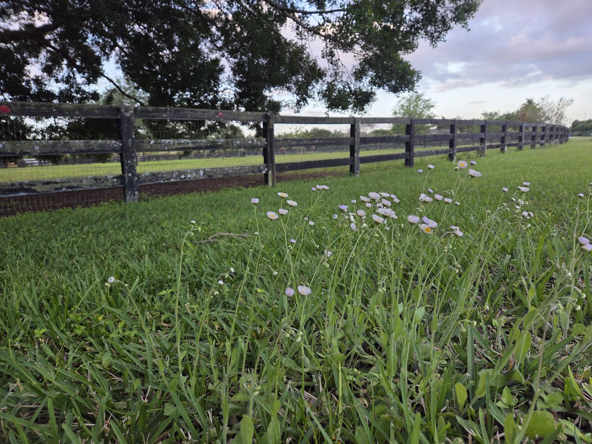 Florida Swamp Puppy tweet media