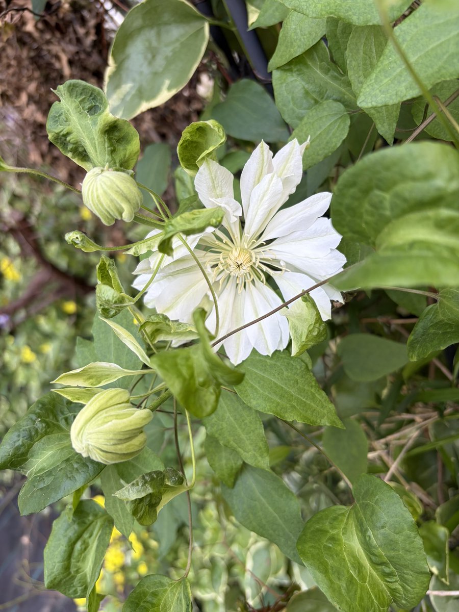 朔太郎と豆兄弟🚣岩崎圭一手漕ぎボート太平洋横断応援団 tweet media