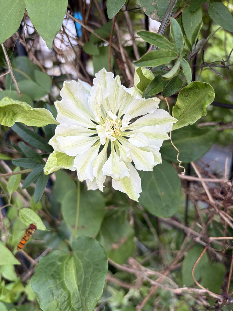 朔太郎と豆兄弟🚣岩崎圭一手漕ぎボート太平洋横断応援団 tweet media