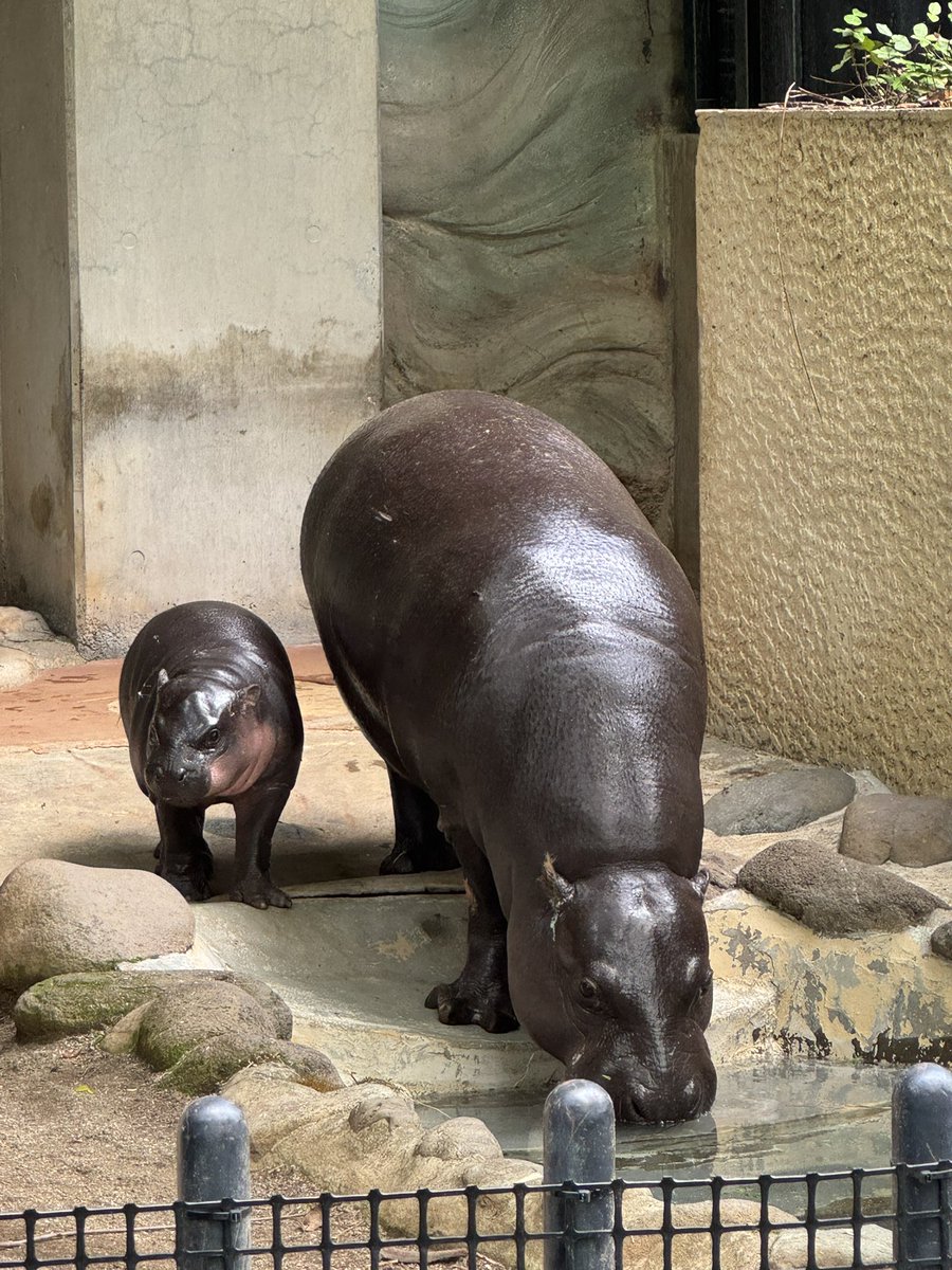 Miki Ave tweet media