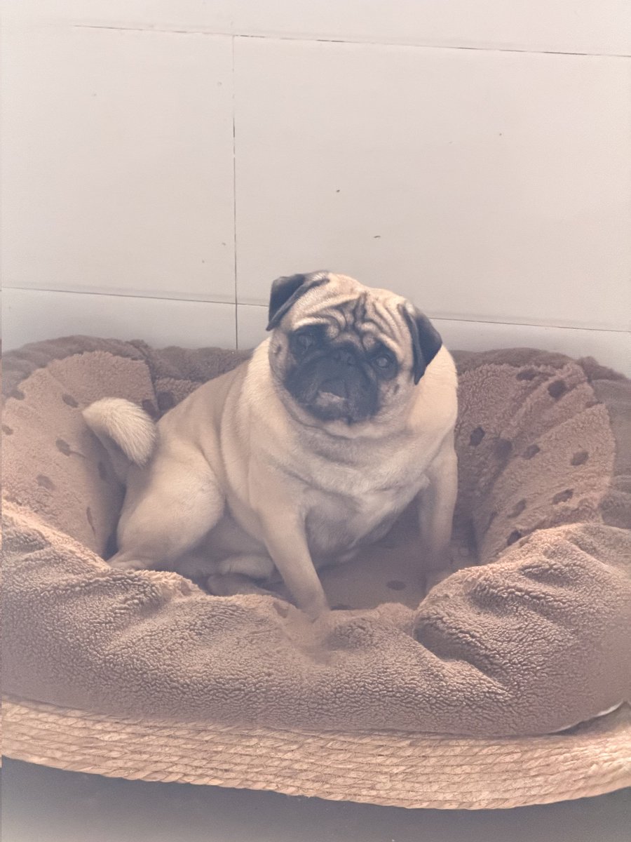 ladd148's tweet image. 家主にはレトロフィルターが付属しています。