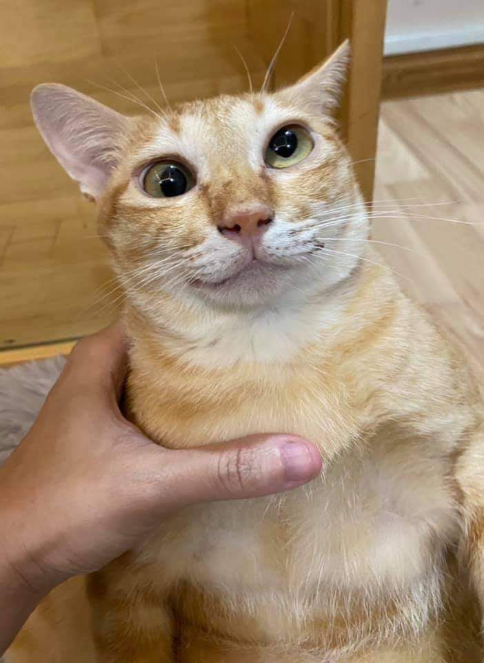 Animalitos en aprietos. tweet media