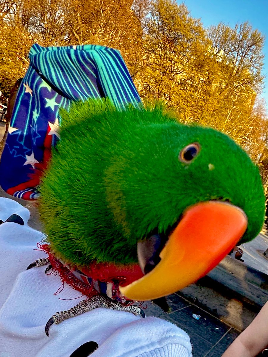 internet 🪽 tweet media