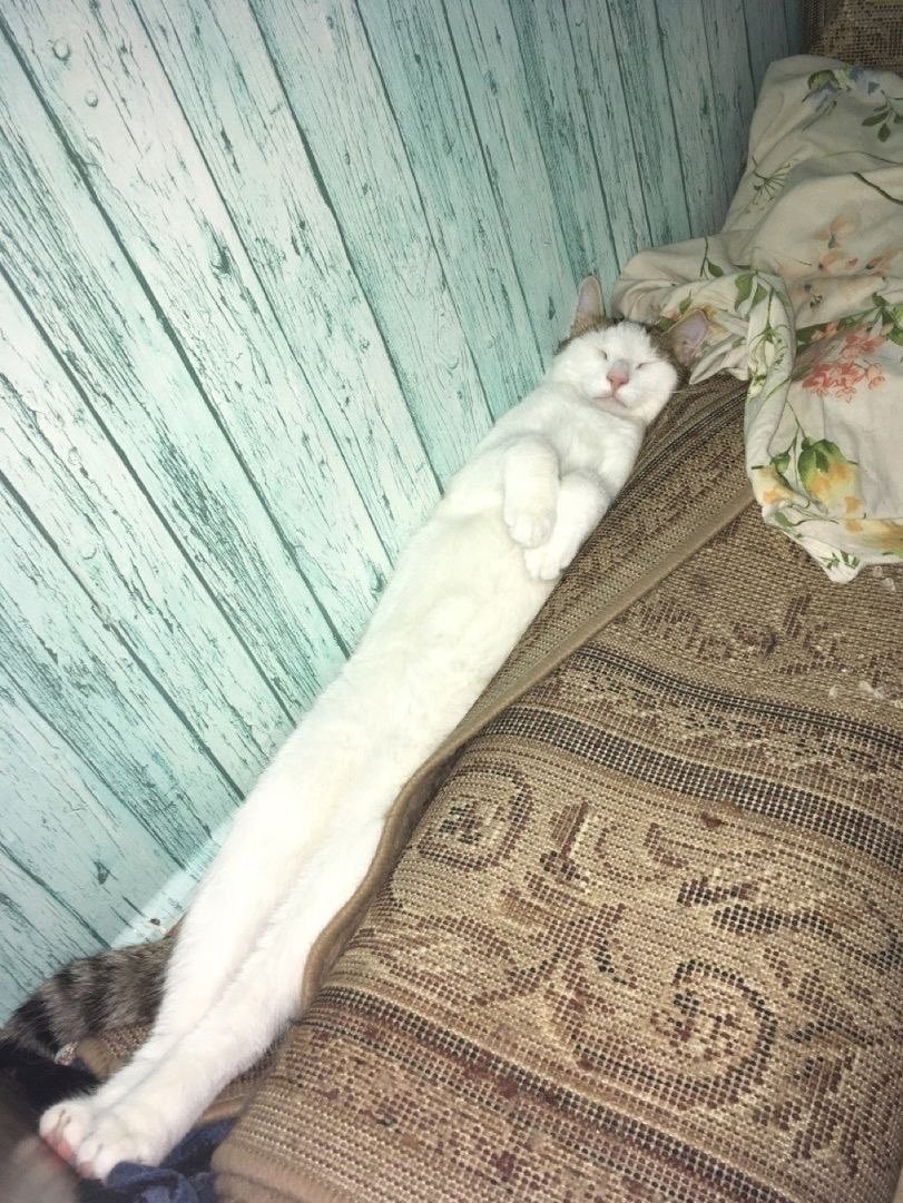 고양이는 왜 이럴까 tweet media