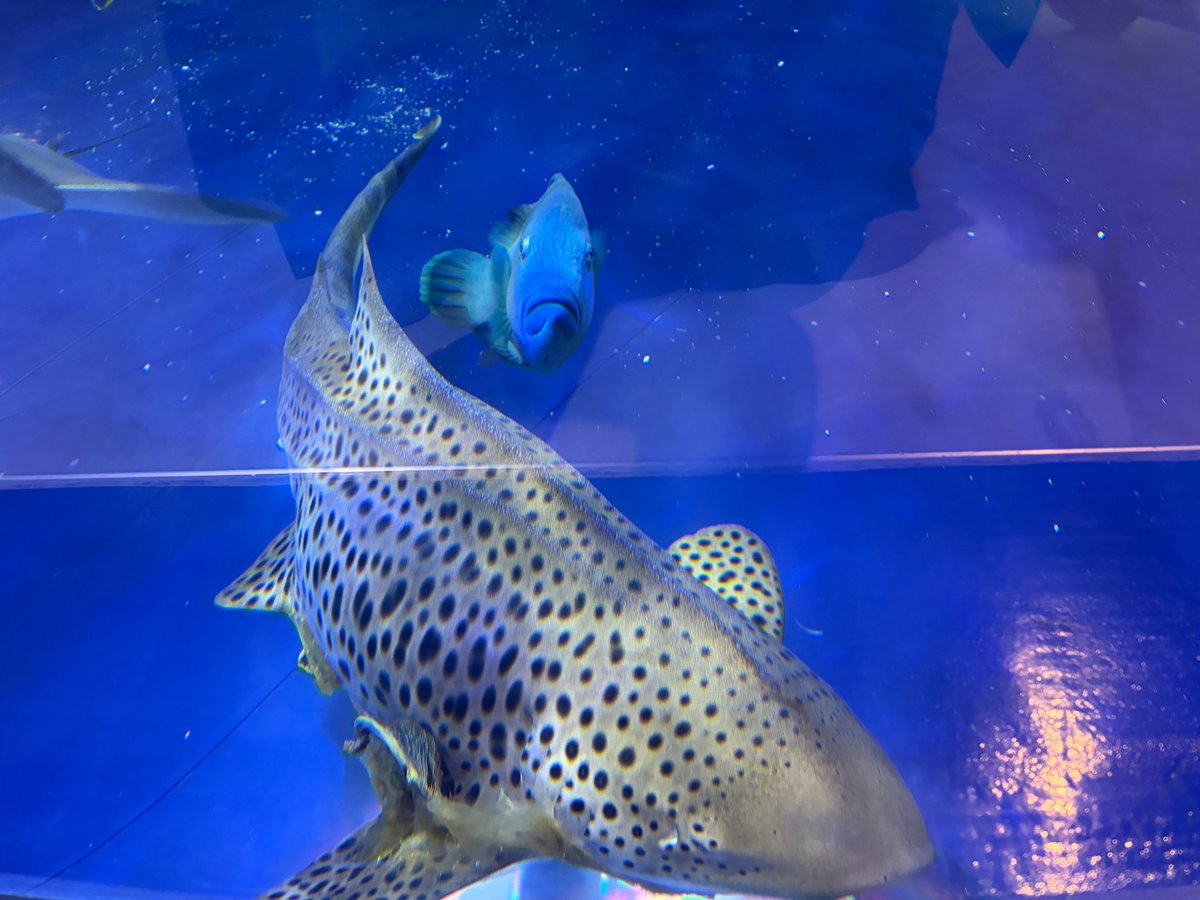 イルカちゃん🐬（キタムラアイ）→デザイナー＆海洋生物専門イラストレーター tweet media