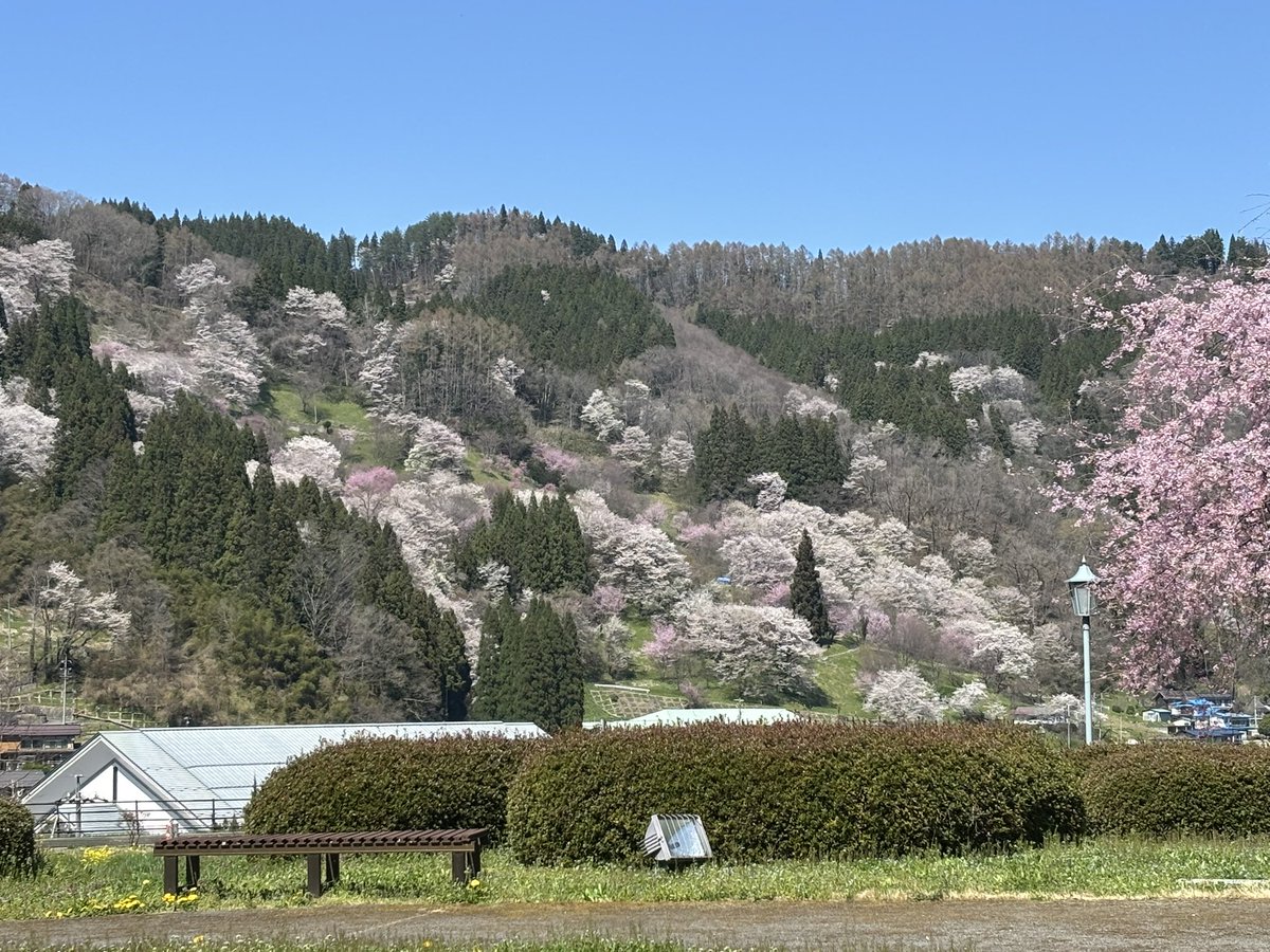 ProgramNurse's tweet photo. 長野県小川村の満開の桜です。
吉野山を思わせる桃源郷がここにも
ありました。 https://t.co/pJi38ogitH