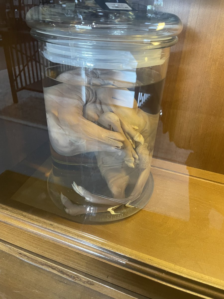 went thrifting today