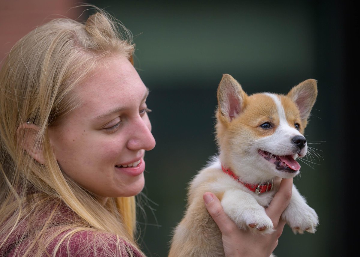 SpfldCollege's tweet image. Puppy love 🐾🐶

Spirit Palooza is off to a great start—students had a blast spending time with some adorable puppy friends on the green today! 💚 Thanks @scpridecab 

#SpringfieldCollege #SpiritPalooza #CampusLife #StudentLife #PuppyLove #CollegeEvents