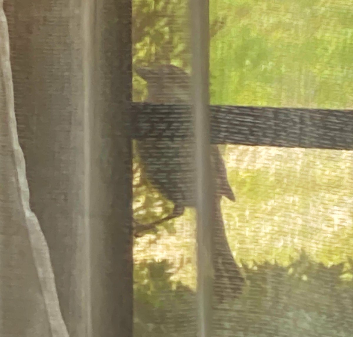 逢沢雨月 tweet media