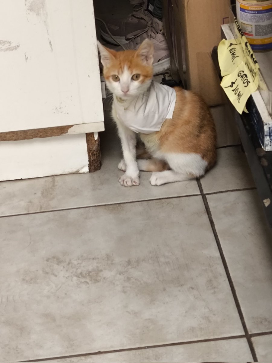 Incel Pija Corta 1488 tweet media