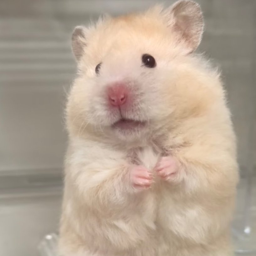 햄스터 서경배 tweet media