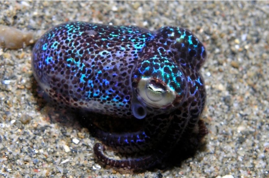 ほしのいせかい（名前:星野快晴） tweet media