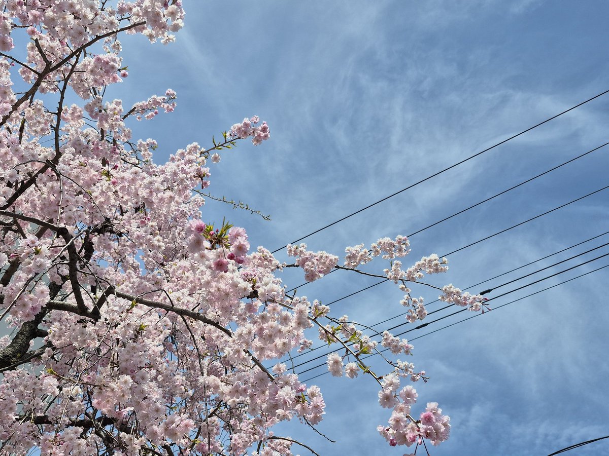 ロケット tweet media