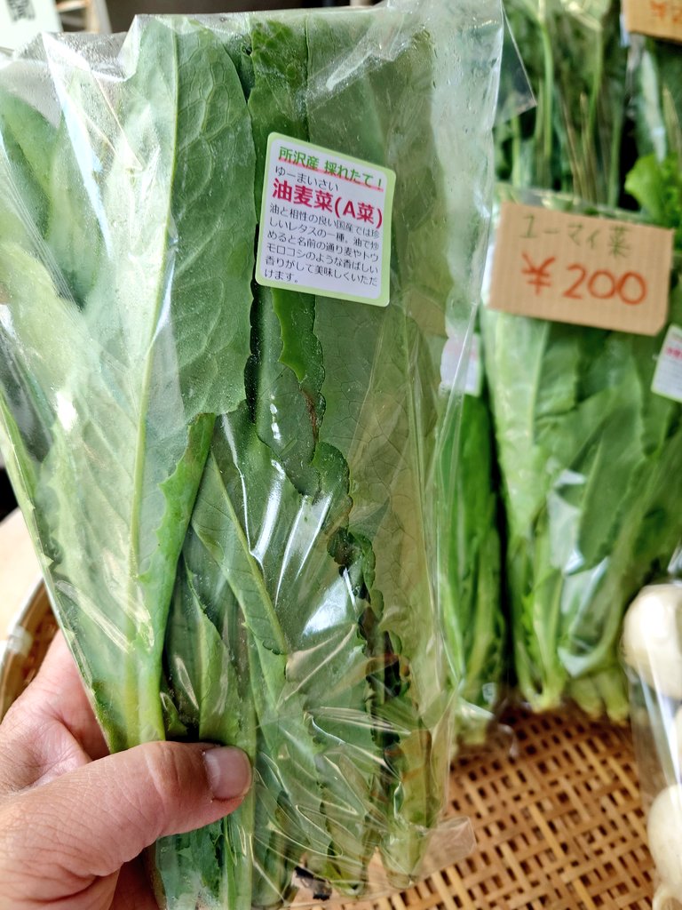 Ａ菜（エーサイ）、当店で販売中‼️
油麦菜（ユーマイサイ）とも言います。