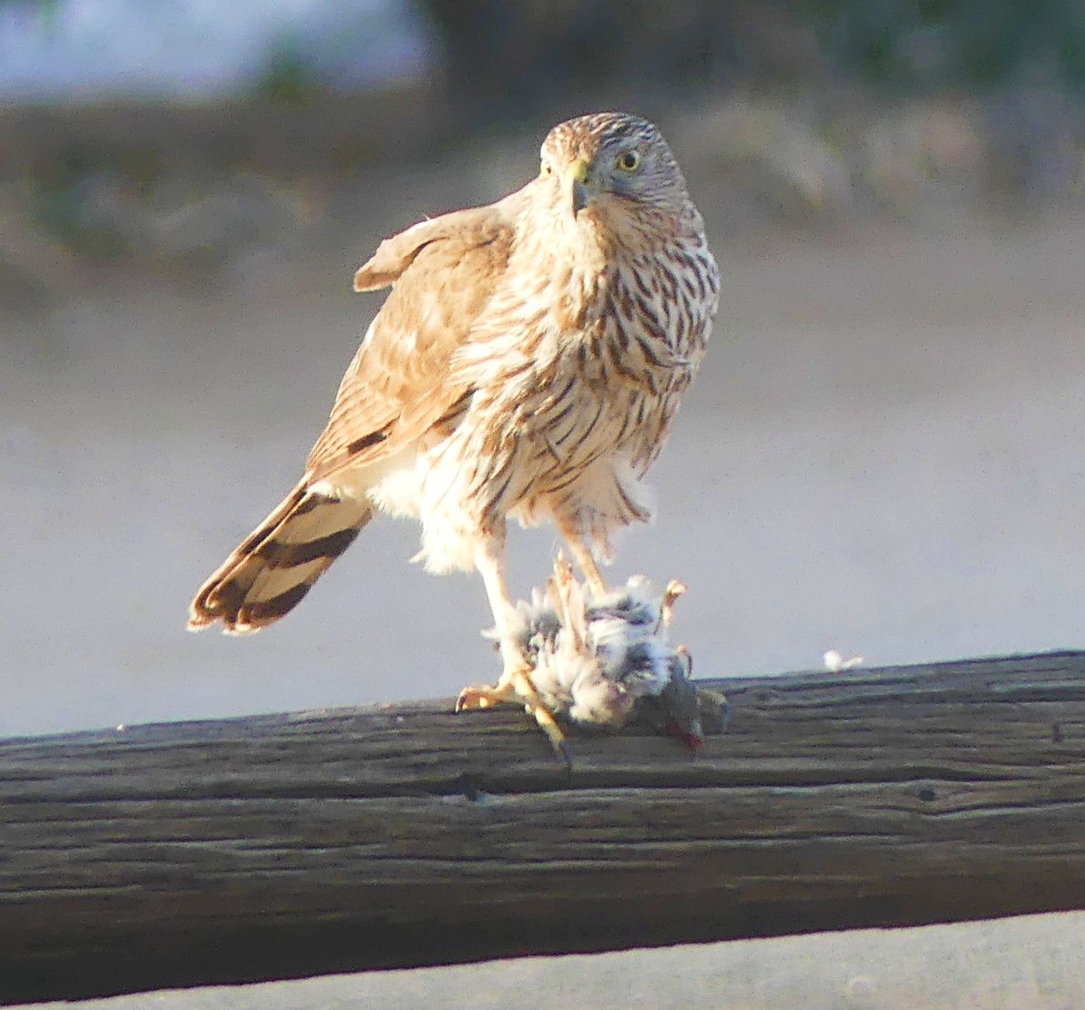 This guy was feasting on our fence. #pondrules