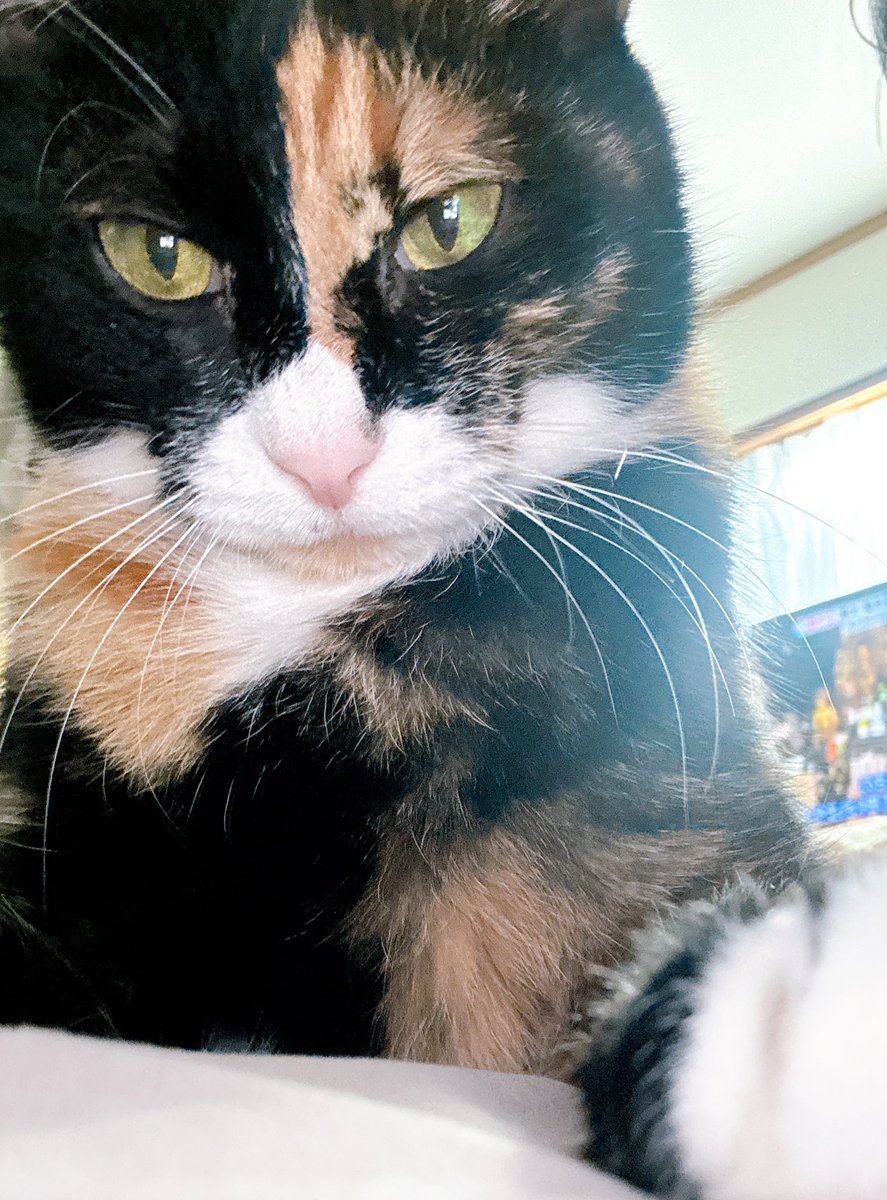 （株）銀宝堂　猫好き店主のいるお店（埼玉県熊谷市） tweet media