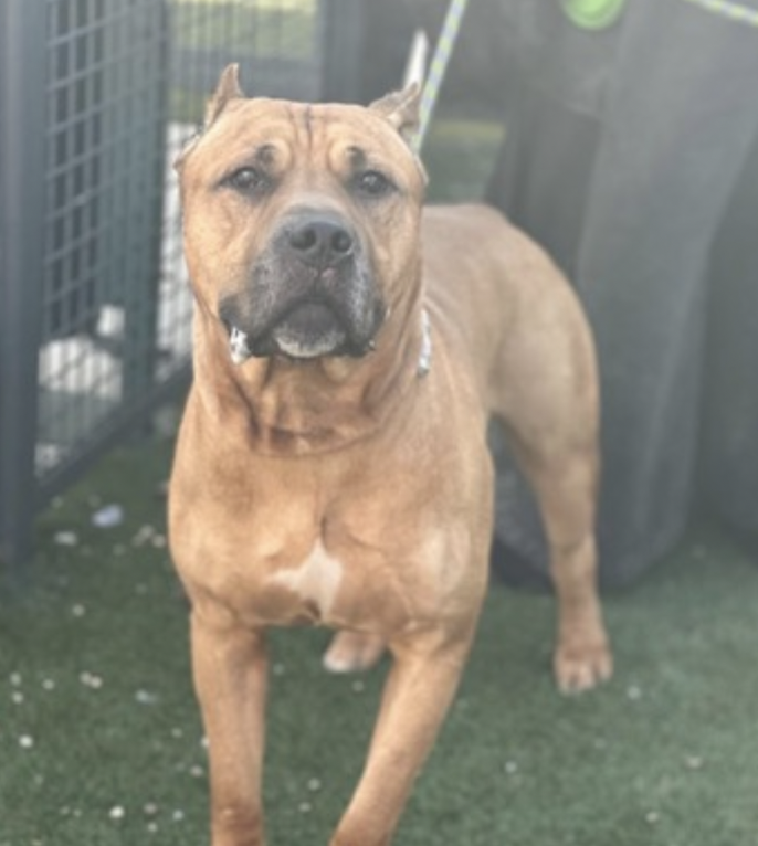 BeeDoDoobieDo's tweet image. KOVU, owner surrender in Queens
Big, beautiful and proud, 😥his primary owner died
Stressed in care, an anxious boy w/fear of new people

Straight to the AT-RISK-LIST🎯💔TBK 🚨
 
Active, playful, happy &amp;amp; sweet in home, healthy, crate trained, knows cues ~nycacc.app/browse/249573