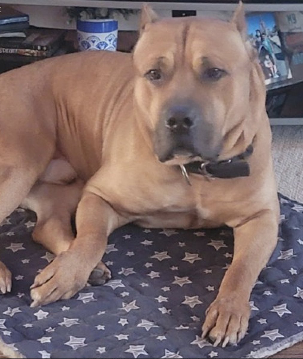 BeeDoDoobieDo's tweet image. KOVU, owner surrender in Queens
Big, beautiful and proud, 😥his primary owner died
Stressed in care, an anxious boy w/fear of new people

Straight to the AT-RISK-LIST🎯💔TBK 🚨
 
Active, playful, happy &amp;amp; sweet in home, healthy, crate trained, knows cues ~nycacc.app/browse/249573