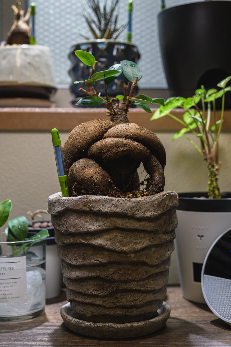 HangX360X's tweet image. ムキムキマッチョすぎる…
#photography #snapshot #Zf